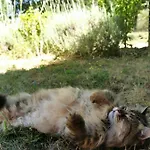 Bed & Breakfast Quatre Chats Sous Un Pin