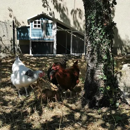 Bed and Breakfast Quatre Chats Sous Un Pin Le Thoureil