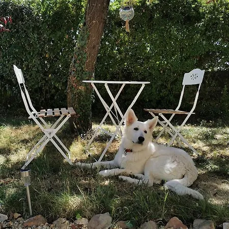 Quatre Chats Sous Un Pin 3*