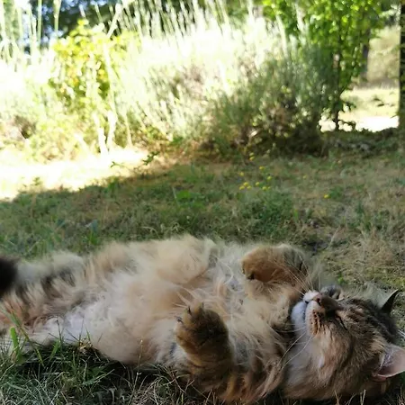 Bed & Breakfast Quatre Chats Sous Un Pin