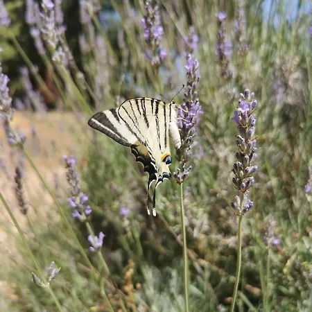 Quatre Chats Sous Un Pin Alojamento de Acomodação e Pequeno-almoço Le Thoureil