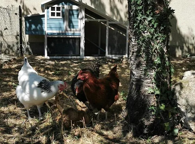 فندق مبيت وإفطار Quatre Chats Sous Un Pin Le Thoureil