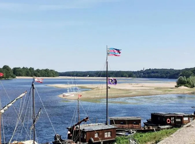 Quatre Chats Sous Un Pin Le Thoureil