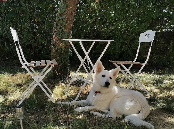 Quatre Chats Sous Un Pin 3*