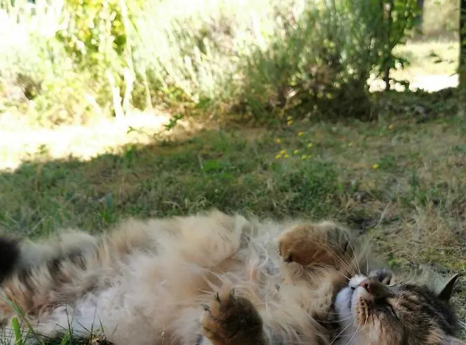 فندق مبيت وإفطار Quatre Chats Sous Un Pin