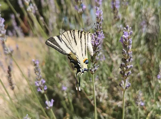 Quatre Chats Sous Un Pin Bed & Breakfast Le Thoureil